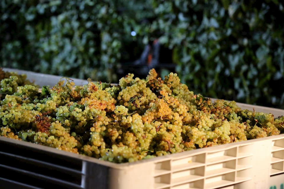 Выращиваем виноград из косточки в домашних условиях: можно ли?